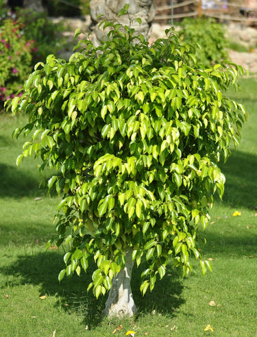 50 WEEPING FIG Ficus Benjamina Benjamin Indian Rubber Tree Houseplant Seeds